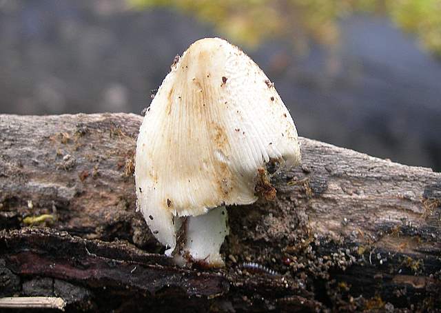 Caresta...penuria e tempi duri.....